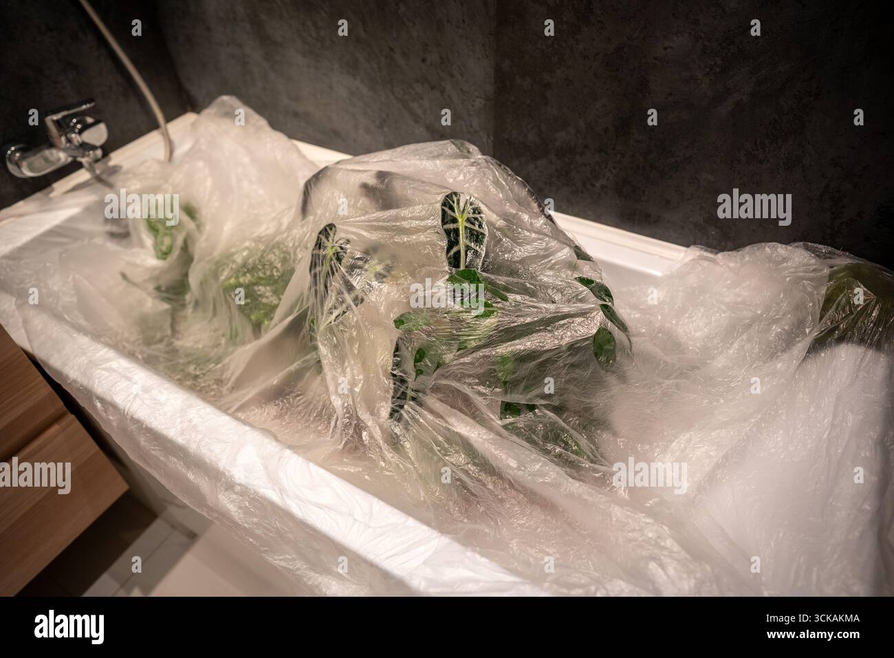 Pflanzenbefall an zimmerpflanzen -Fotos und -Bildmaterial in hoher  Auflsung  Alamy