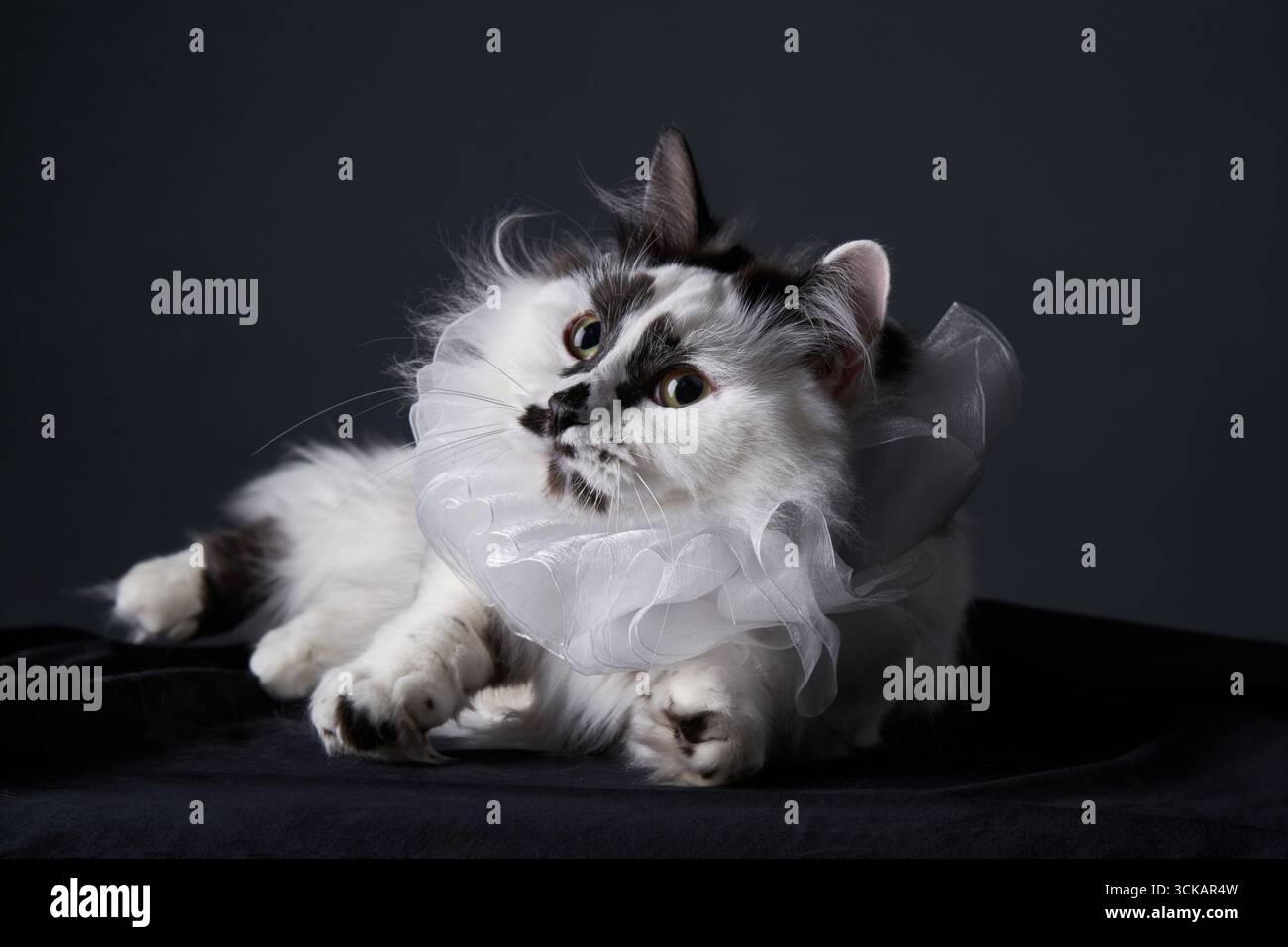 Eine flauschige, langhaarige Katze mit schwarz-weißem Fell trägt einen zarten Rüschenkragen, während sie auf einer dunklen Stoffoberfläche liegt. Die sanfte Beleuchtung hebt hervor Stockfoto