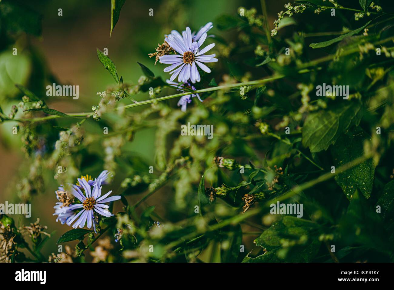 Violette Blumen am Straßenrand Stockfoto