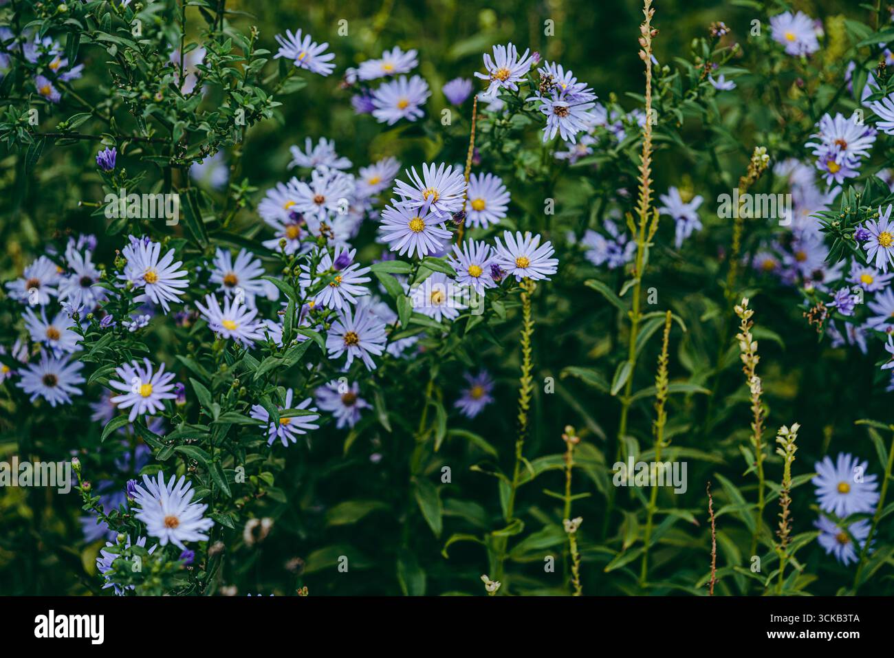 Violette Blumen am Straßenrand Stockfoto