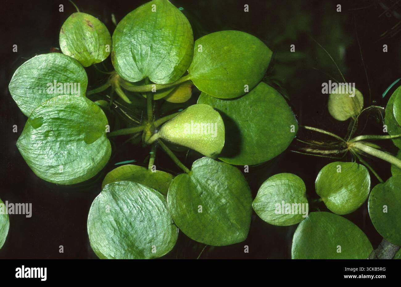 agretti saatgut Agretti Samen kaufen | Mönchsbart | Salsola soda main image 1