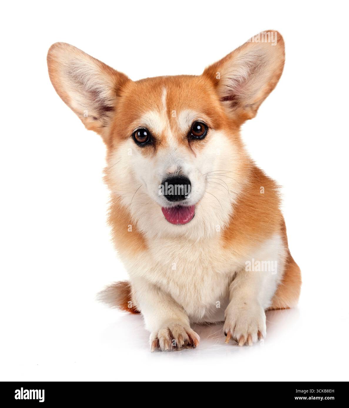 Pembroke Welsh Corgi vor weißem Hintergrund Stockfoto