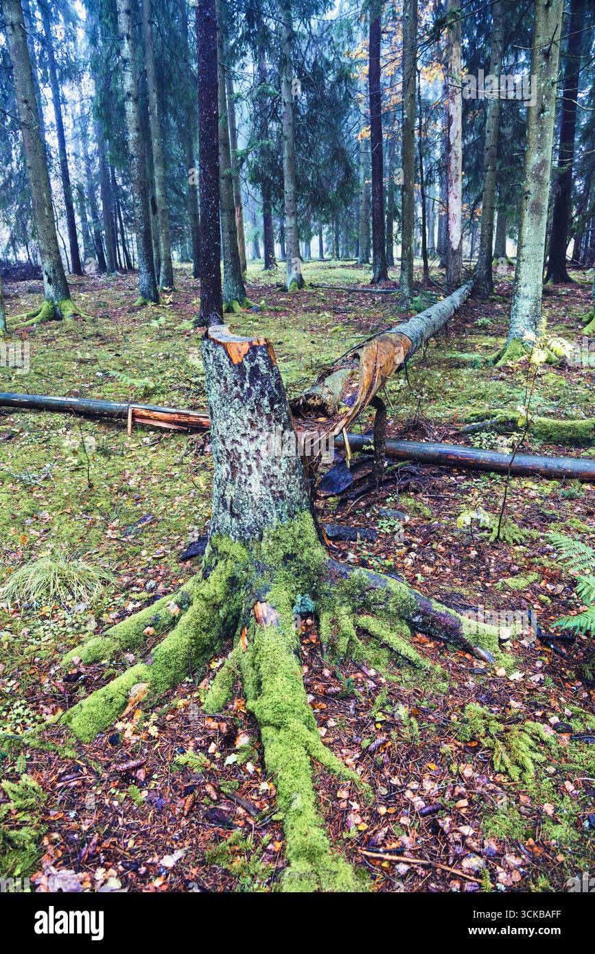Der Wind riss den Baum nach einem Sturm in einem Wald Stockfoto