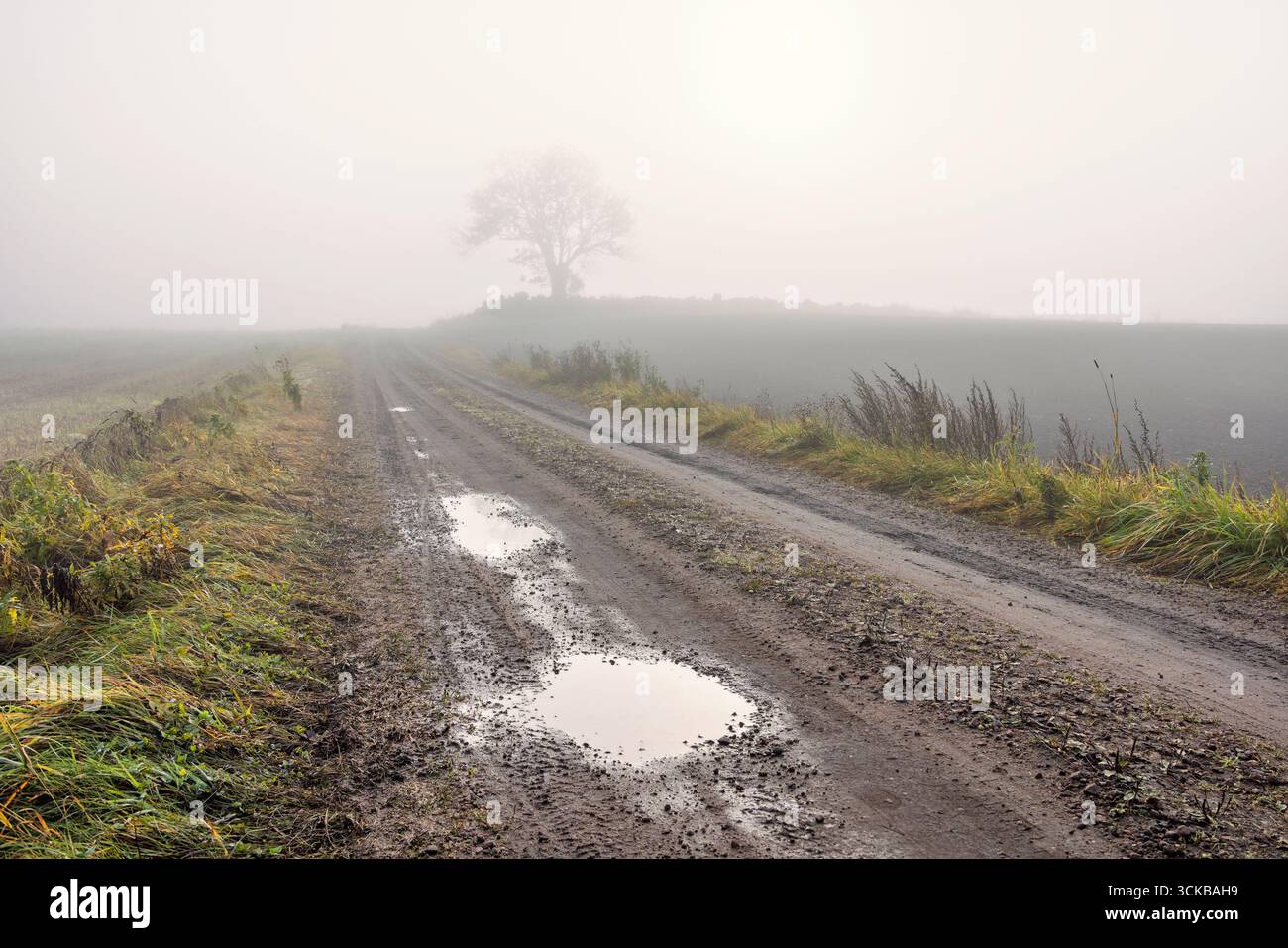 Schotterweg mit Wasserpfützen in einer nebeligen Landschaft mit einsamem Baum Stockfoto