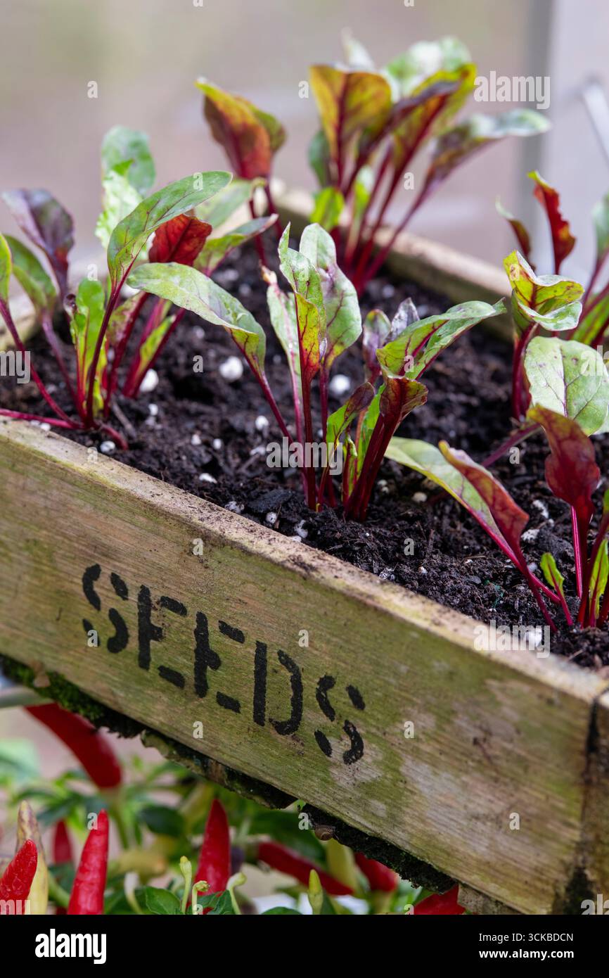 Beta vulgaris. Rote-Bete-Setzlinge in einem Holztablett. UK Stockfoto