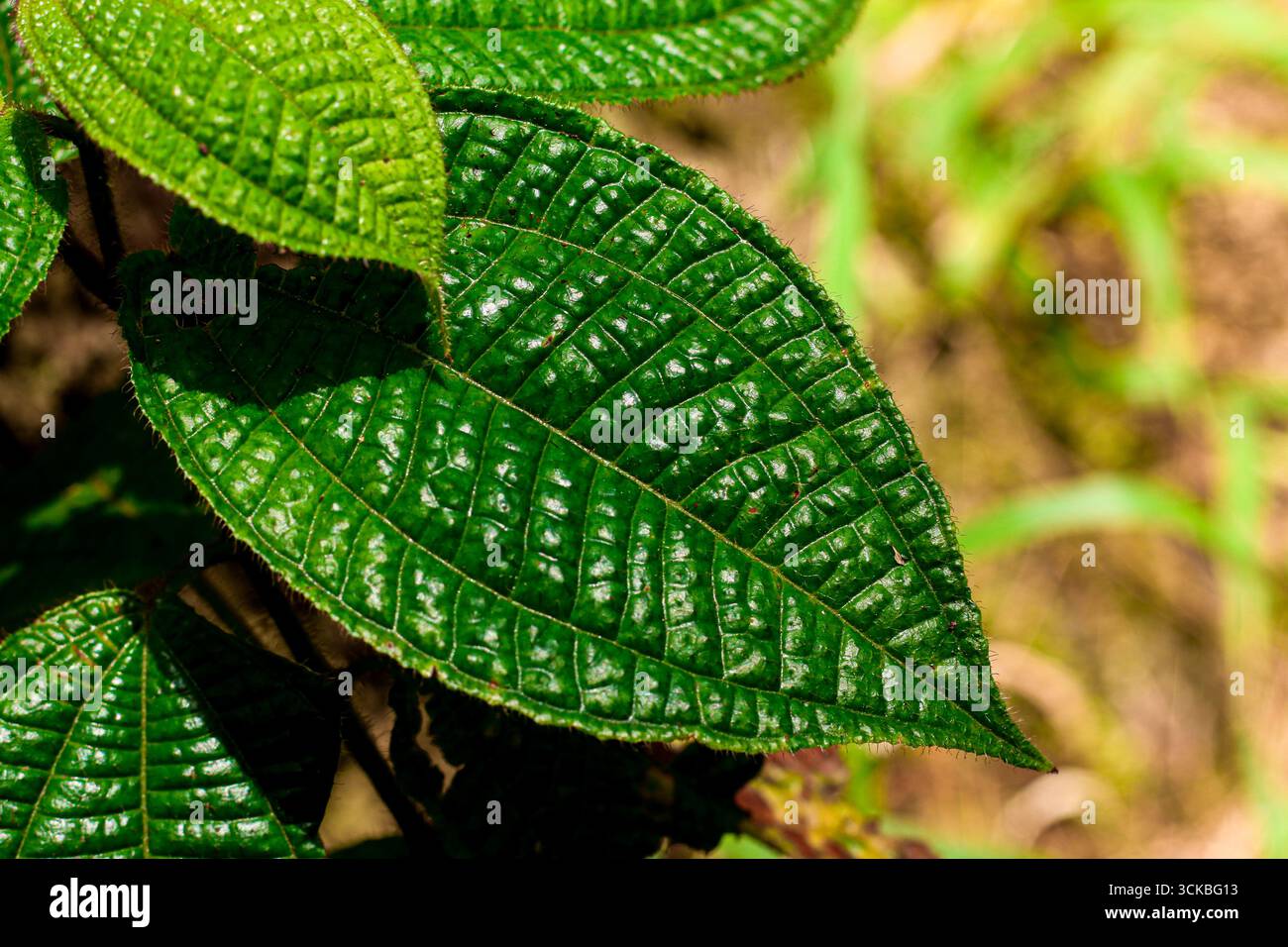 Nahaufnahme eines strukturierten grünen Blattes mit sichtbaren Adern und gezackten Kanten. Stockfoto