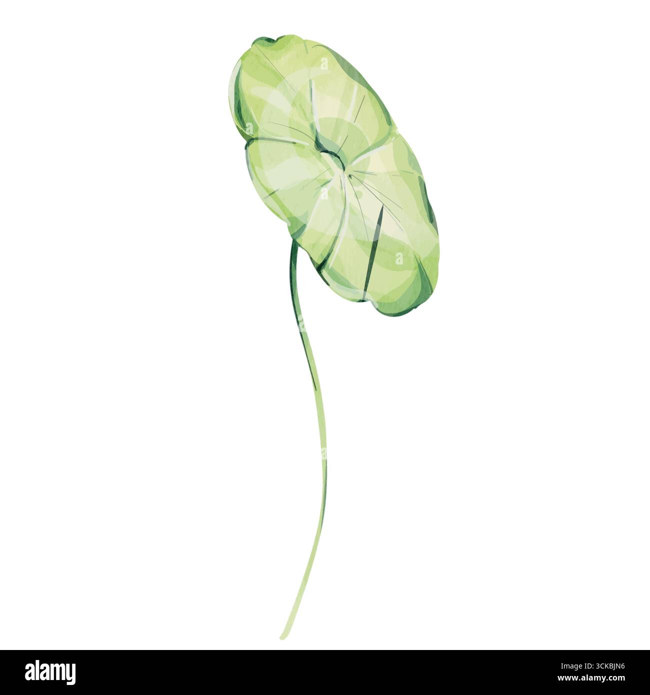 Centella asiatica Aquarellkunst, gotu Kola isolierte Illustration. Kräuter-Ayurveda-Medizin-Zeichnung, handgemaltes botanisches Clipart mit frischem Grün Stock Vektor