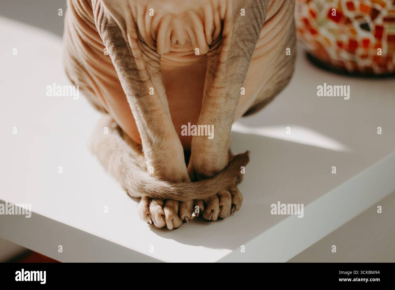 Sphynx-Katze, die sich auf einem weißen Tisch entspannt. Eine Nahaufnahme einer haarlosen Sphinx, die Vorderbeine und Schwanz gekräuselt, elegant auf einer weißen Oberfläche sitzt, captain Stockfoto