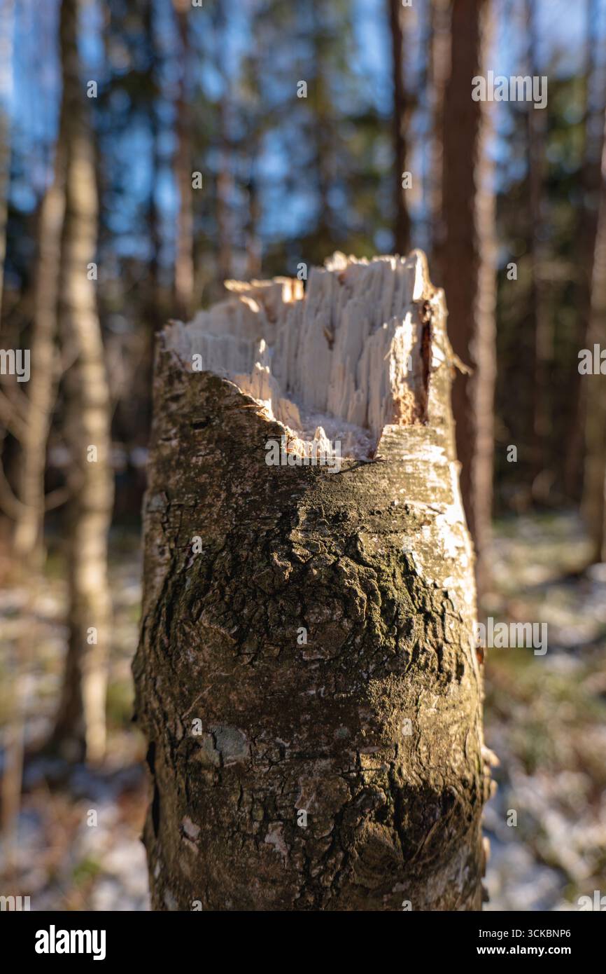 Ein detaillierter Blick auf einen zerklüfteten Baumstamm in einem Wald mit strukturierter Rinde, umgeben von hohen Bäumen und Sonneneinstrahlung. Leichter Schnee bedeckt den Boden. Stockfoto