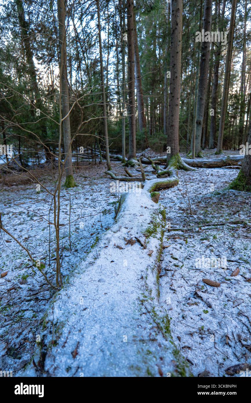 Ein ruhiger Winterwald mit hohen Nadelbäumen, leichtem Schnee auf dem Boden und einem moosbedeckten, umgestürzten Baumstamm im Vordergrund. Wahrscheinlich in Weißrussland Stockfoto