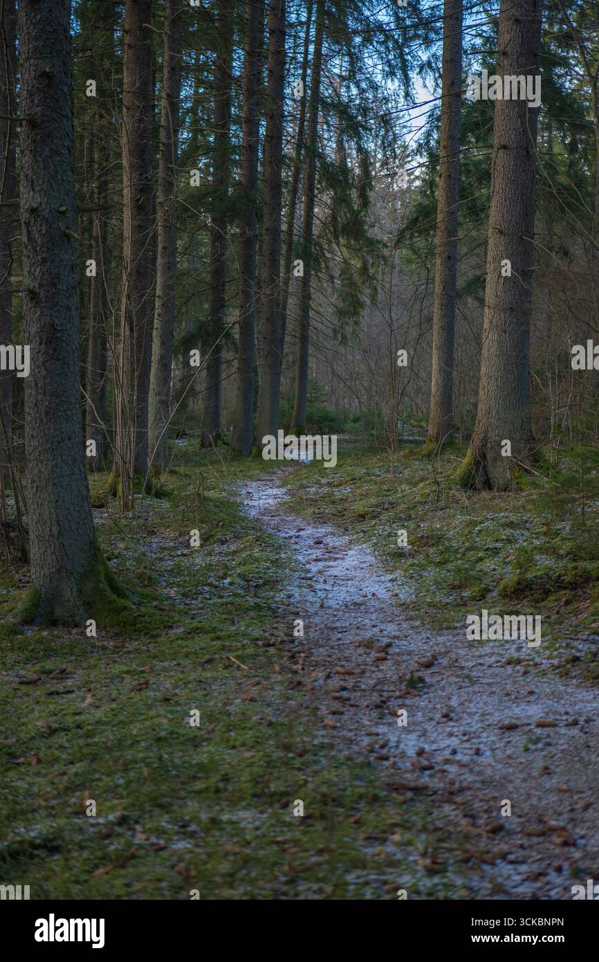 Ein schmaler, schneebedeckter Pfad schlängelt sich durch einen dichten Wald aus hohen Nadelbäumen, wobei weiches Licht durch das Baumdach in einer ruhigen natürlichen Umgebung filtert. Stockfoto