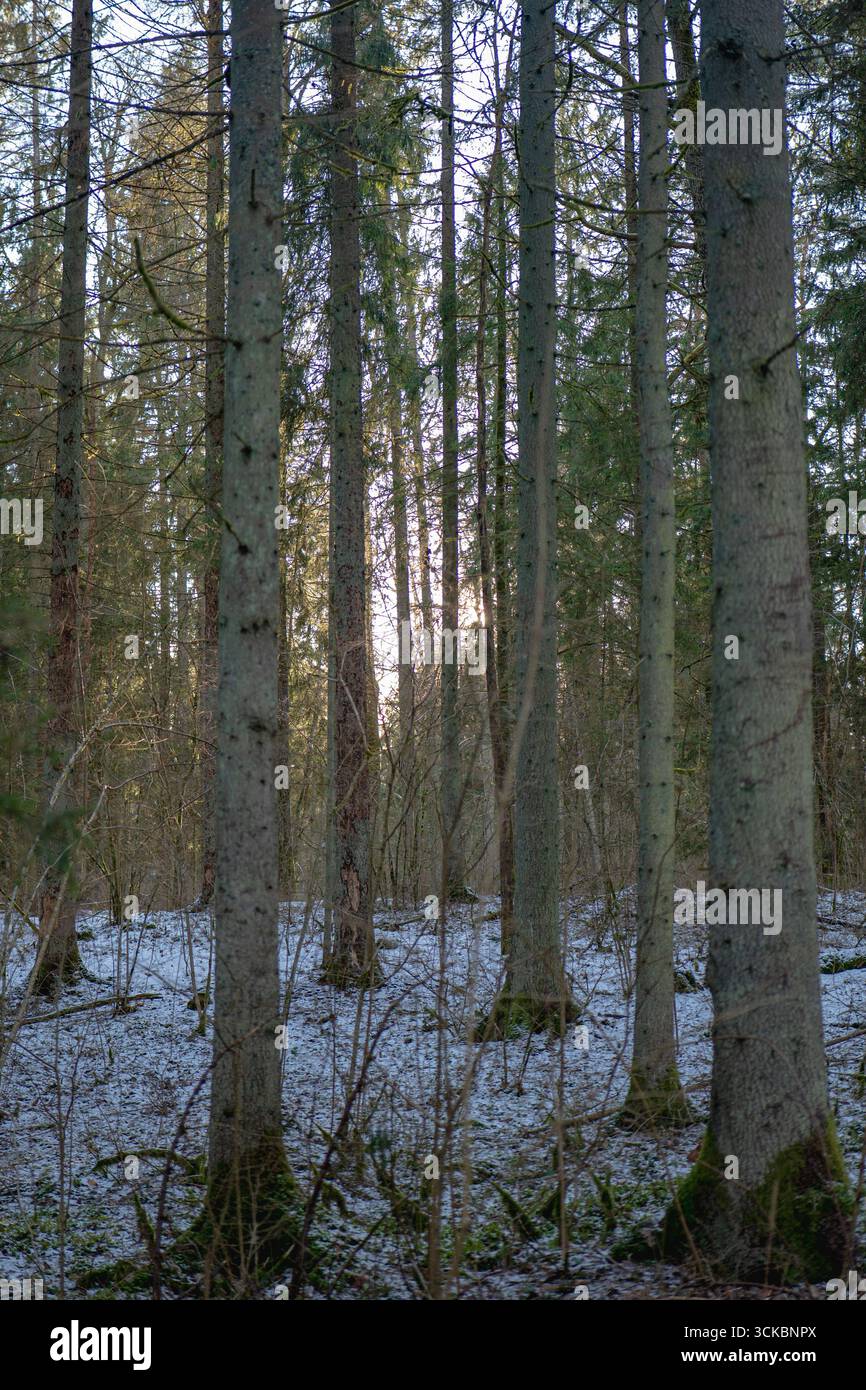 Ein ruhiger Wald aus hohen Nadelbäumen mit kargem Unterholz, leichtem Schnee auf dem Boden und Sonnenlicht, die ein diffuses Leuchten im Hintergrund erzeugen. Stockfoto