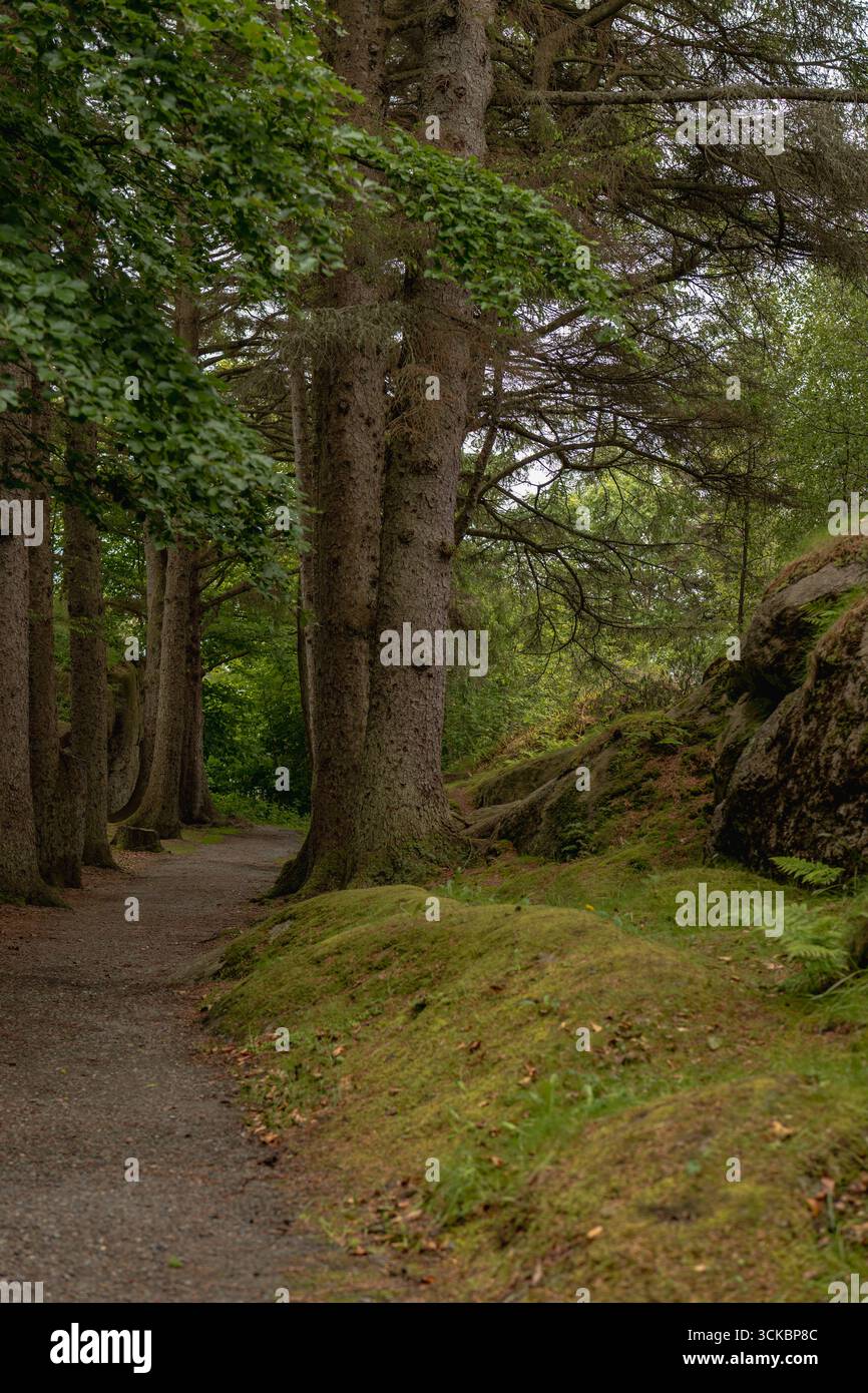 Ein gewundener Waldweg in Norwegen, umgeben von hohen Bäumen, dichtem Laub und moosbedecktem Boden. Ein felsiger Ausläufer verleiht der ruhigen Szene Textur. Stockfoto