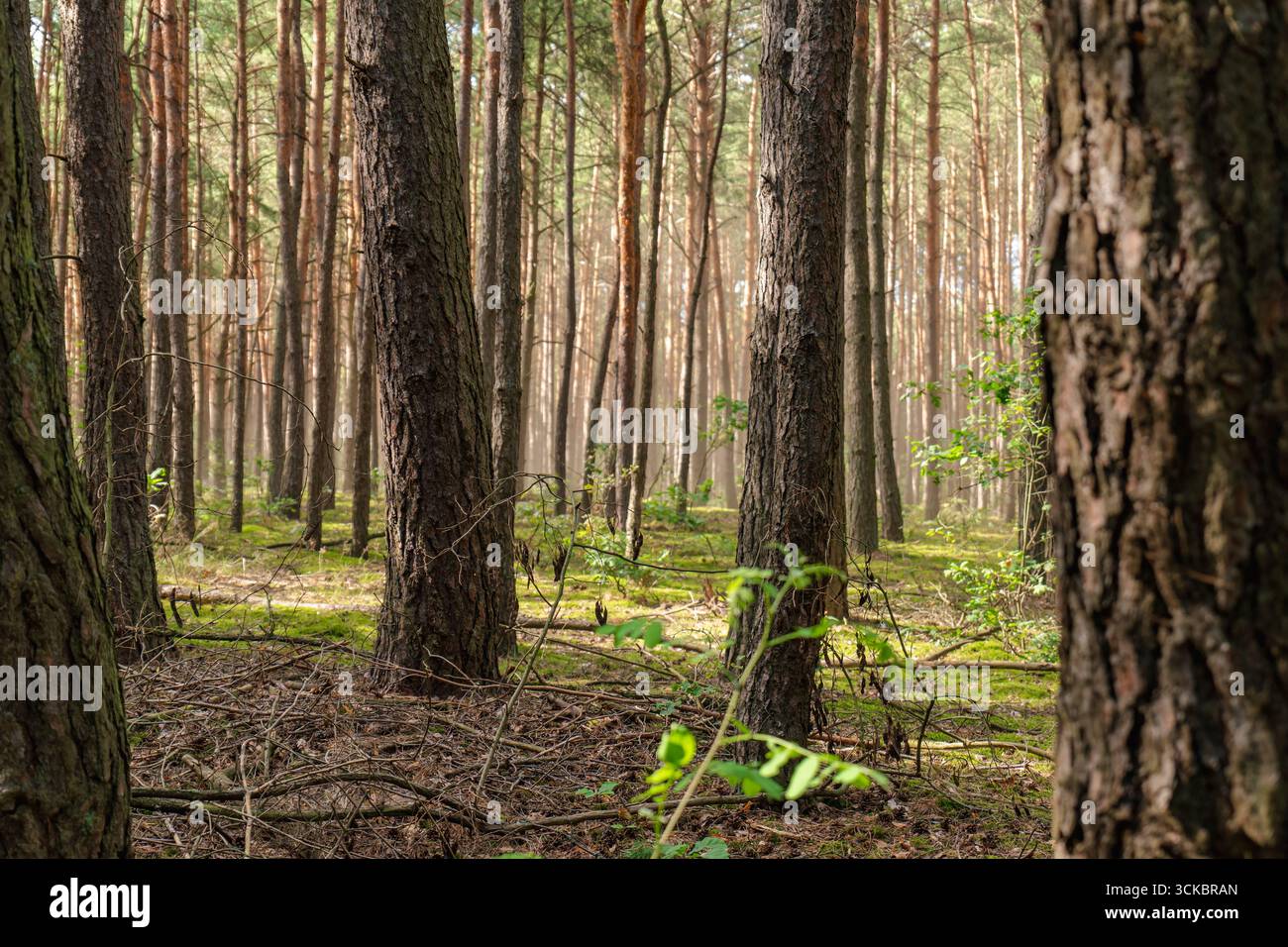 Hohe Kiefern stehen gleichmäßig in einem Wald in Nowy Lubiel, Polen. Sonnenlicht filtert durch das Baldachin und beleuchtet Moos und Pflanzen auf den Vordern Stockfoto