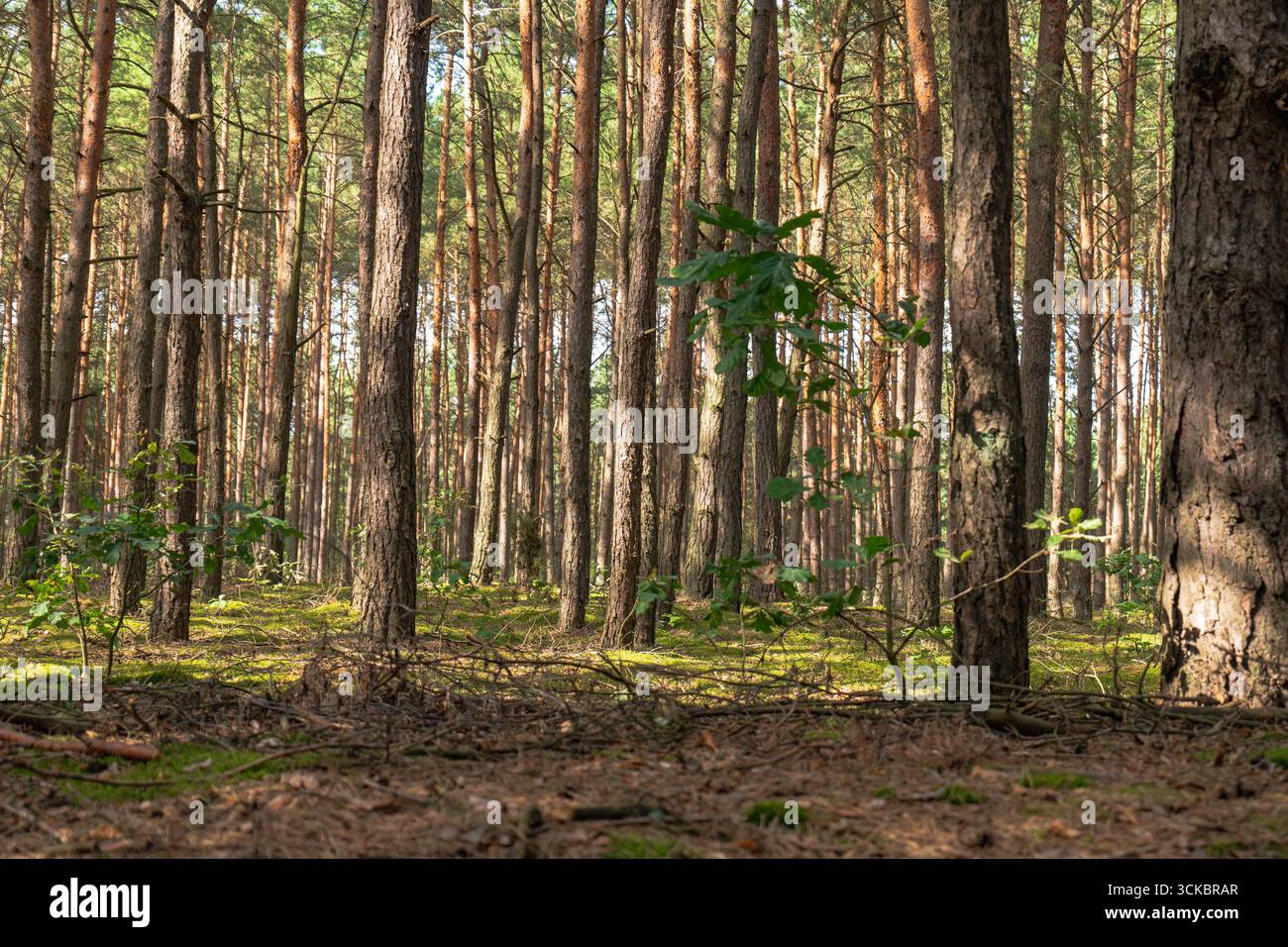 Hohe Kiefern stehen gleichmäßig in einem Wald in Nowy Lubiel, Polen. Sonnenlicht filtert durch das Vordach, beleuchtet Moos und verstreute Blätter Stockfoto