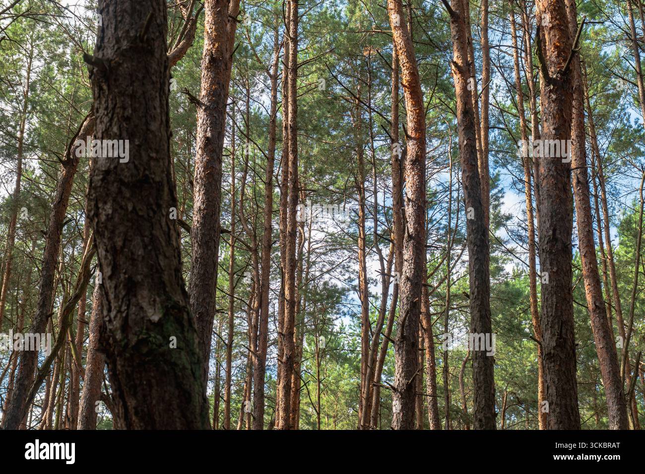 Hohe Kiefern mit rötlich brauner Rinde und Moos stehen in einem Wald in Nowy Lubiel, Polen. Sonnenlicht filtert durch das Vordach auf den Waldboden. Stockfoto