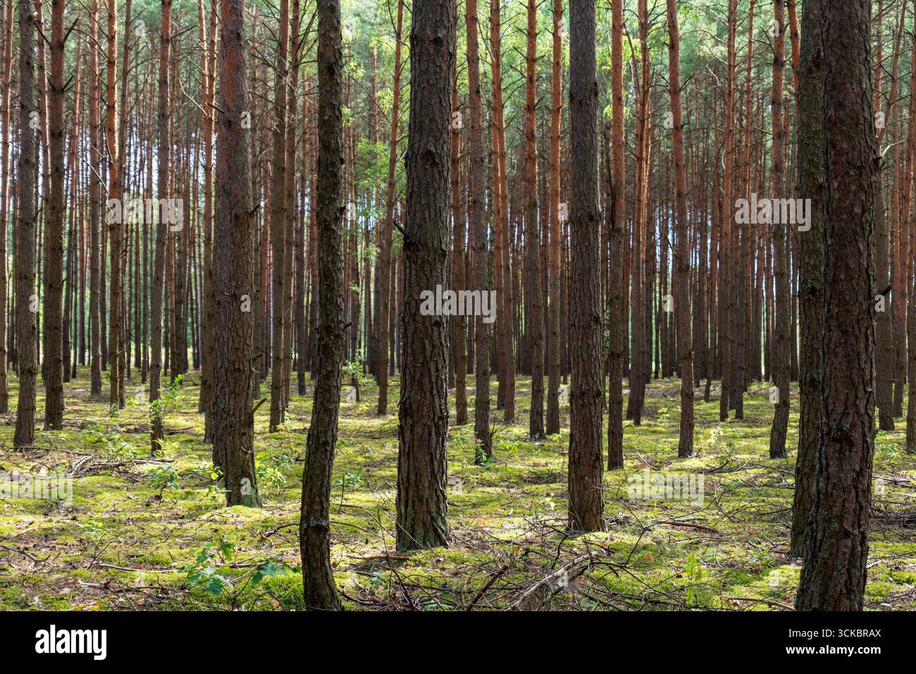 Hohe Kiefern erstrecken sich gleichmäßig in die Ferne, wobei das Sonnenlicht durchdringt. Der Waldboden ist mit grünem Moos und verstreuten Zweigen bedeckt. Stockfoto
