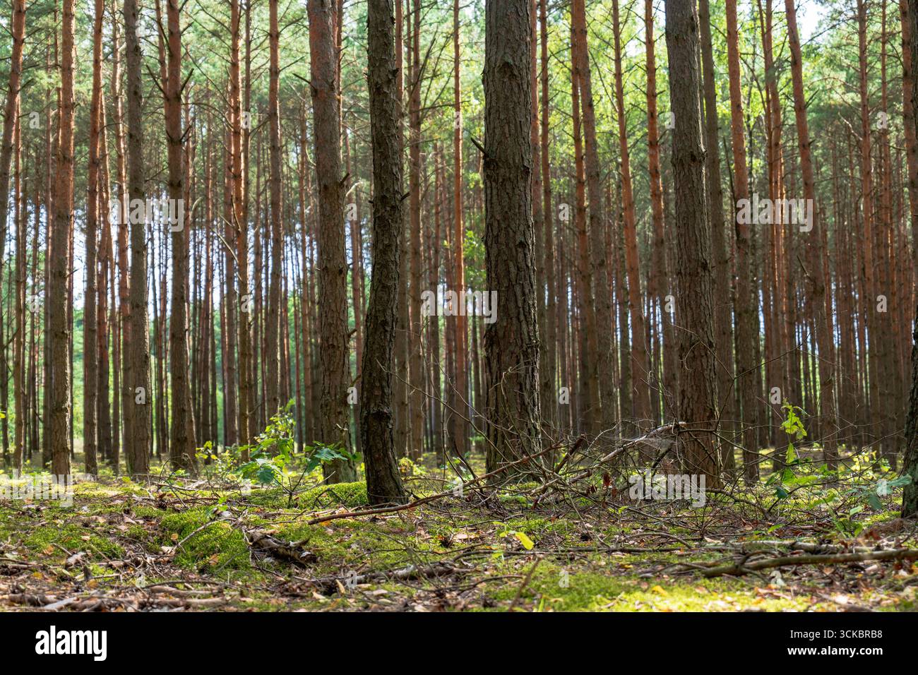 Hohe, gerade Kiefern in Nowy Lubiel, Polen, mit moosbedecktem Boden, verstreutem Grün und Sonnenlicht, das Licht durch das Baldachin wirft. Stockfoto
