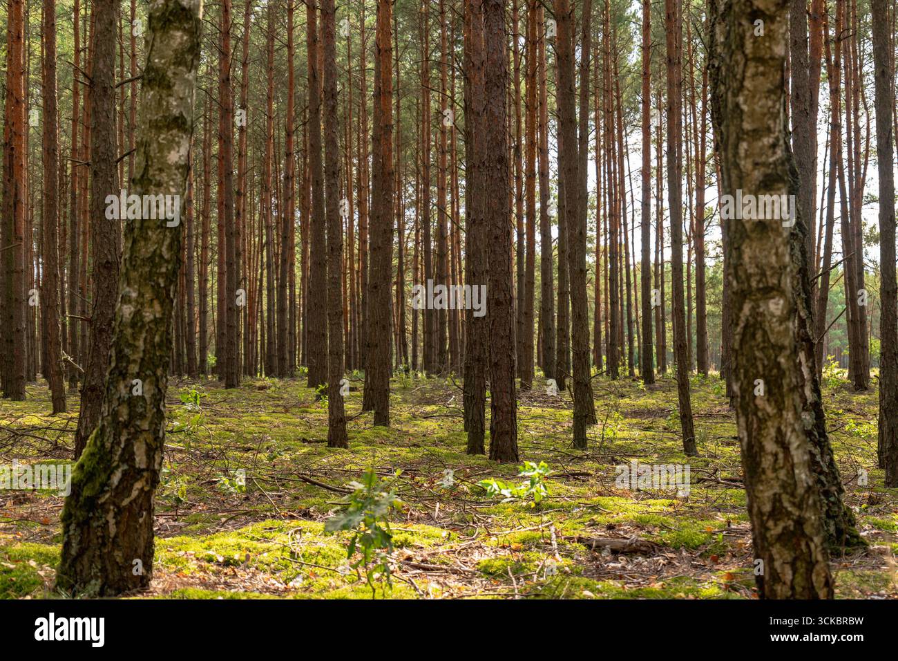Hohe, gerade Kiefern in Nowy Lubiel, Polen, mit Sonnenlicht, das durchströmt. Der Waldboden ist mit grünem Moos und verstreuten Ästen bedeckt. Stockfoto