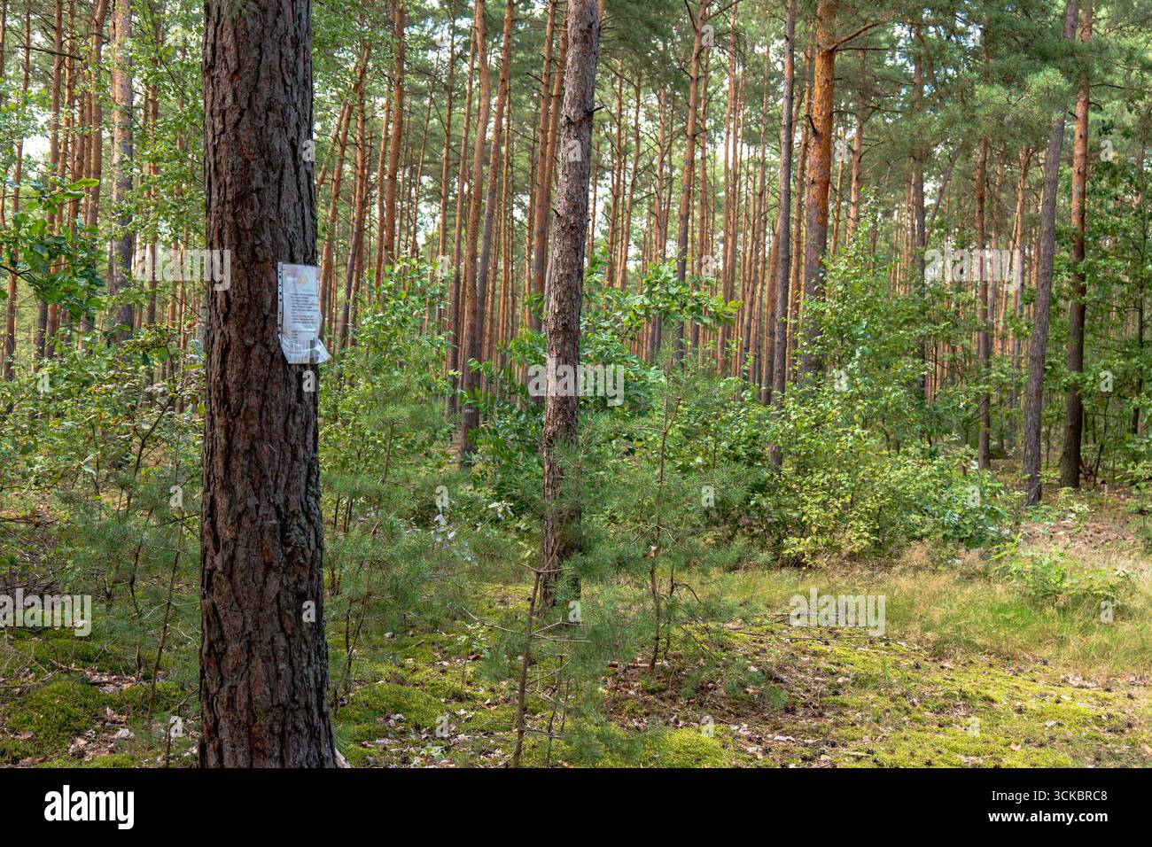 Ein ruhiger Wald in Nowy Lubiel, Polen, mit hohen Kiefern, grünem Moos und durchdringendem Sonnenlicht. Auf einem Baumstamm ist ein Schild zu sehen. Stockfoto