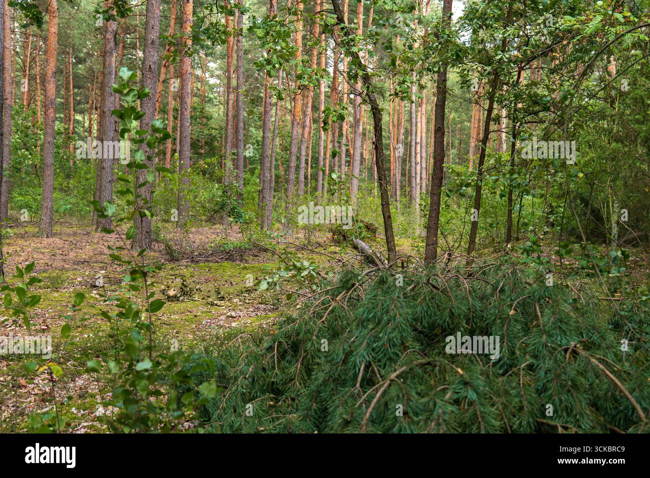 Hohe Kiefern mit rötlich braunen Stämmen stehen in einem dichten Wald in Nowy Lubiel, Polen. Frisch geschnittene Äste liegen auf einem moosigen Waldboden. Stockfoto