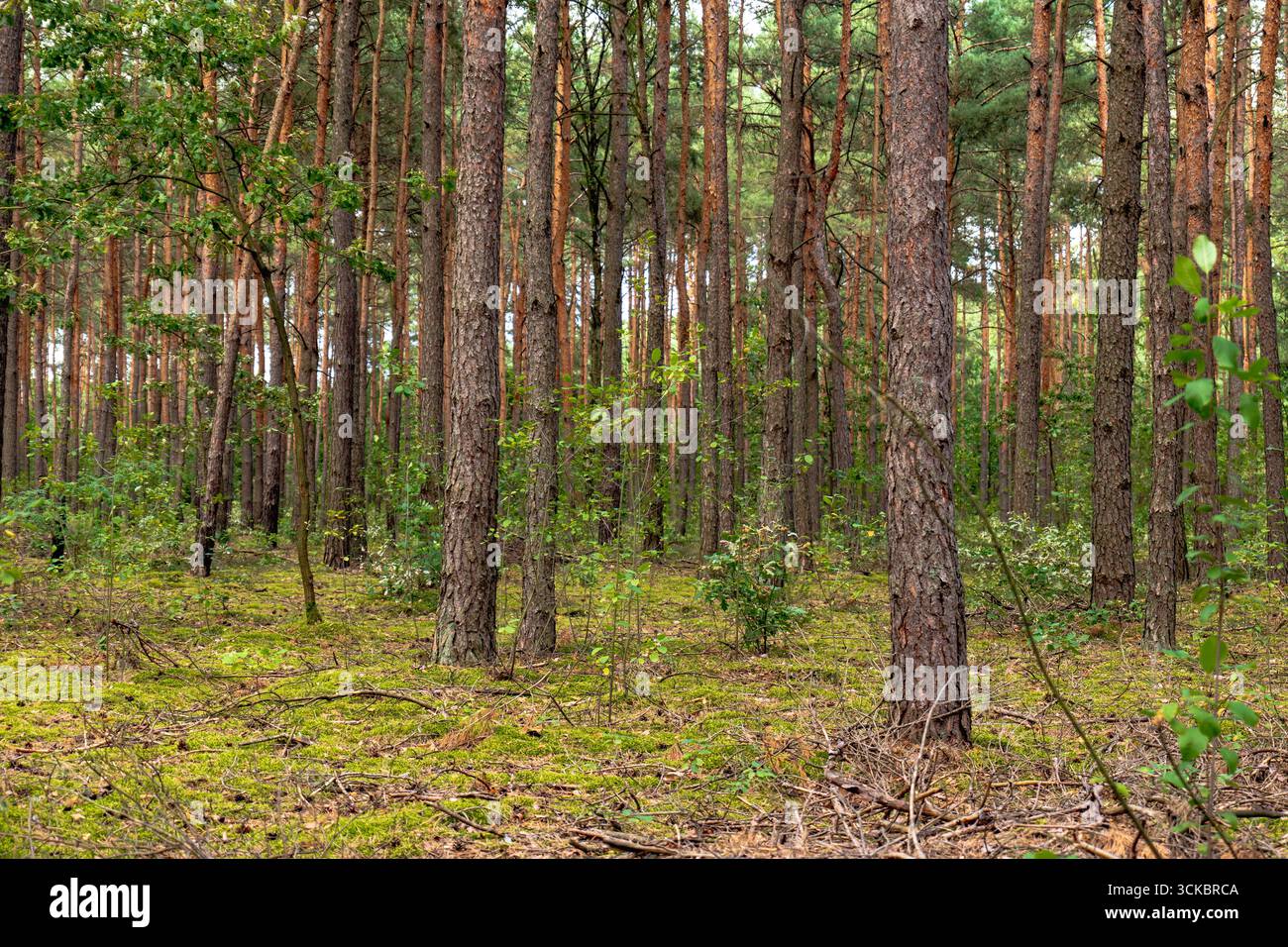 Hohe Kiefern stehen gleichmäßig in einem Wald in Nowy Lubiel, Polen. Licht filtert durch das Vordach auf einen moosigen Waldboden mit verstreutem Plan Stockfoto