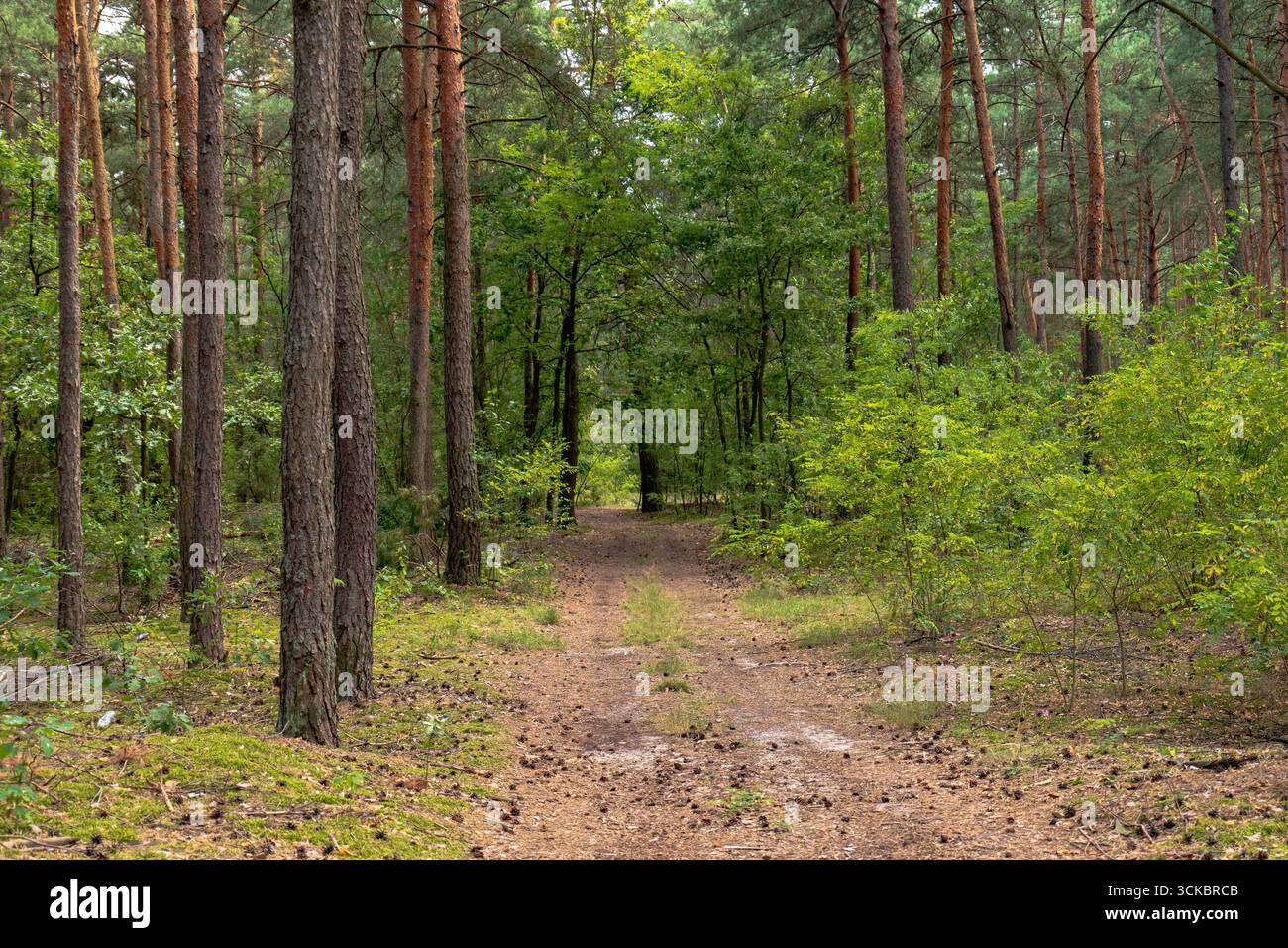 Ein unbefestigter Pfad in einem Wald in Nowy Lubiel, Polen, umgeben von hohen Kiefern, grüner Vegetation, verstreuten Tannenzapfen und Moosflecken. Stockfoto
