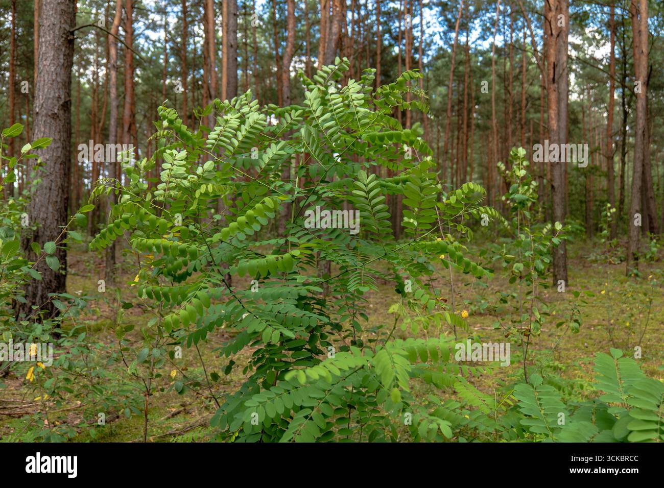 Dichte Kiefern bilden ein Baldachin in einem Wald in Nowy Lubiel, Polen. Im Vordergrund stehen leuchtend grünes Laub und ein moosbedeckter Waldboden. Stockfoto