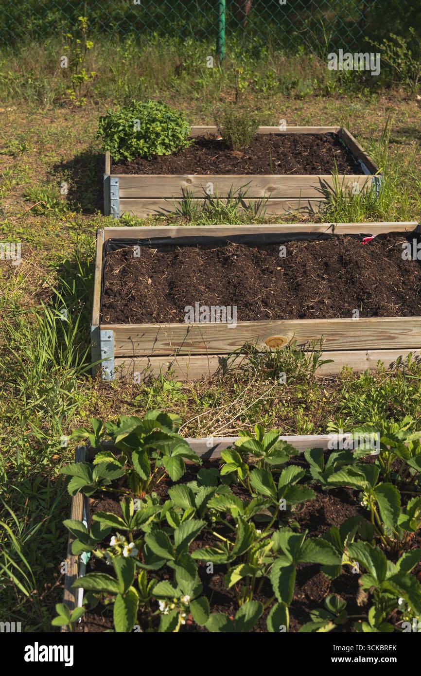 Drei hölzerne Hochgartenbeete in einem Grasgebiet, mit Erdbeeren in Blüte, vorbereitetem Boden, einer kleinen Kräuterpflanze und einem grünen Drahtzaun im Hintergras Stockfoto