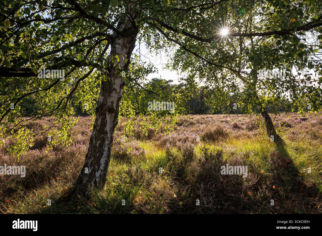 Blühende Gemeine Heide (Calluna vulgaris) und Birken in der Wahner Heide bei Telegraphen, Troisdorf, Nordrhein-Westfalen. blu Stockfoto