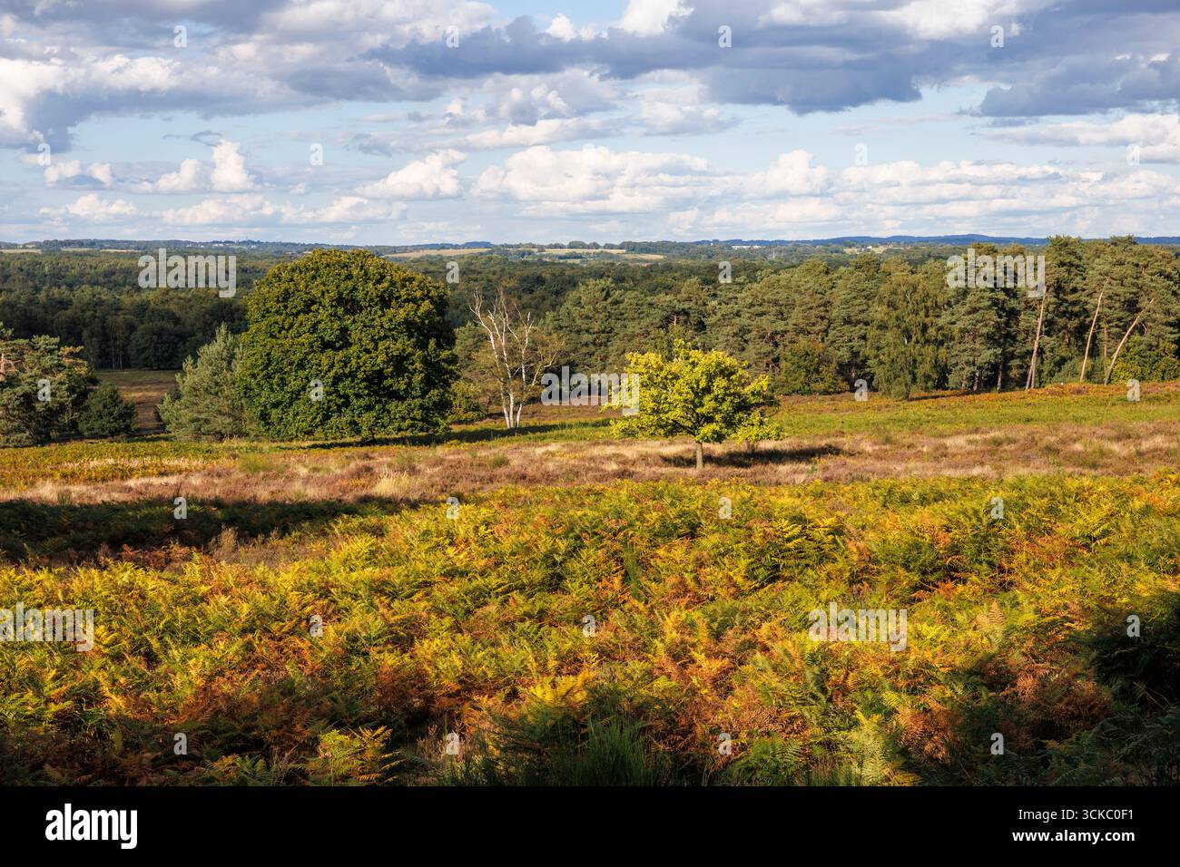 Blick vom Telegrafenberg in der Wahner Heide, Troisdorf, Nordrhein-Westfalen, Deutschland. Blick vom Telegraphenberg in der Wahner Heide, Troisdo Stockfoto