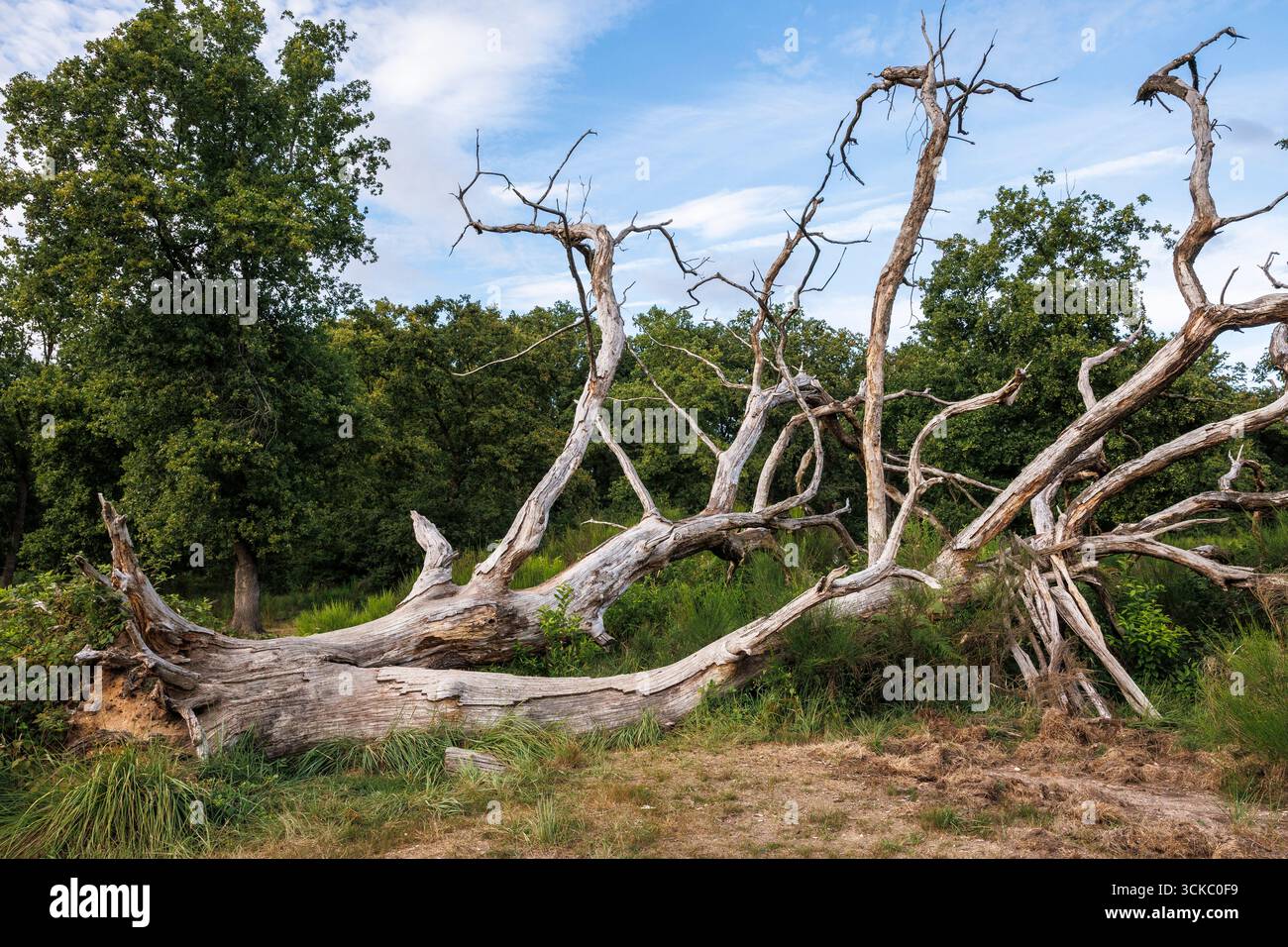 Gefallene Eiche in der Wahner Heide, Köln, Nordrhein-Westfalen, Deutschland. Gefallene, abgestorbene Eiche in der Wahner Heide, Köln, Nordrhein-Wes Stockfoto