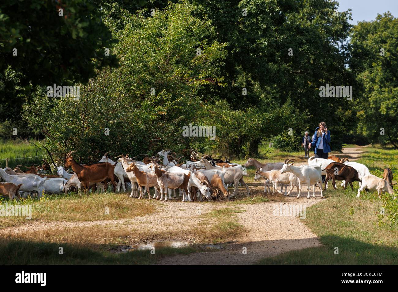 Ziegen im nördlichen Teil der Wahner Heide, Köln, Nordrhein-Westfalen, Deutschland. Ziegen im noerdlichen Teil der Wahner Heide, Köln, Nordrhei Stockfoto