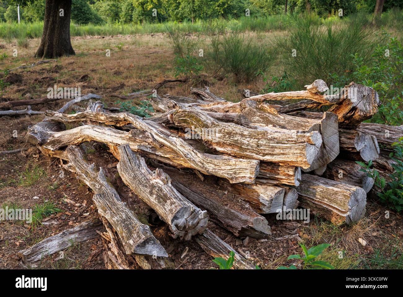 Stämme gefallener, toter Bäume in der Wahner Heide, Köln, Nordrhein-Westfalen, Deutschland. Staemme von gefallenen, abgestorbenen Baeumen in der Wahne Stockfoto