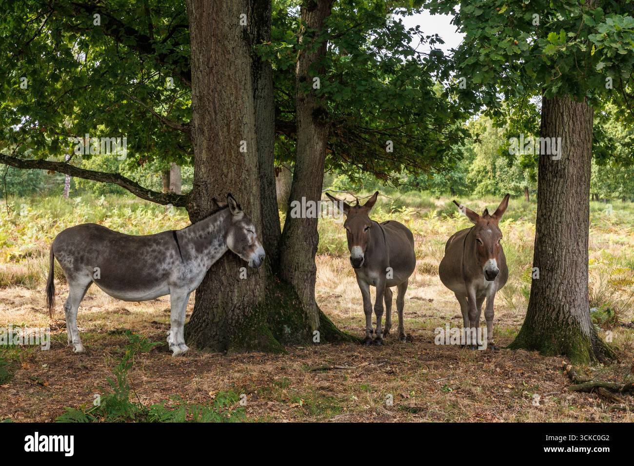 Esel in der Wahner Heide, Köln, Deutschland. ESeL in der Wahner Heide, Köln, Deutschland. Stockfoto