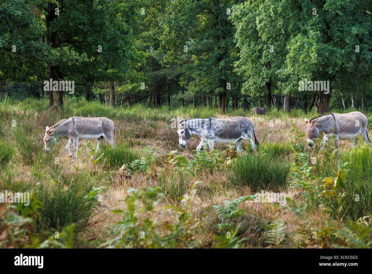 Esel in der Wahner Heide, Köln, Deutschland. ESeL in der Wahner Heide, Köln, Deutschland. Stockfoto
