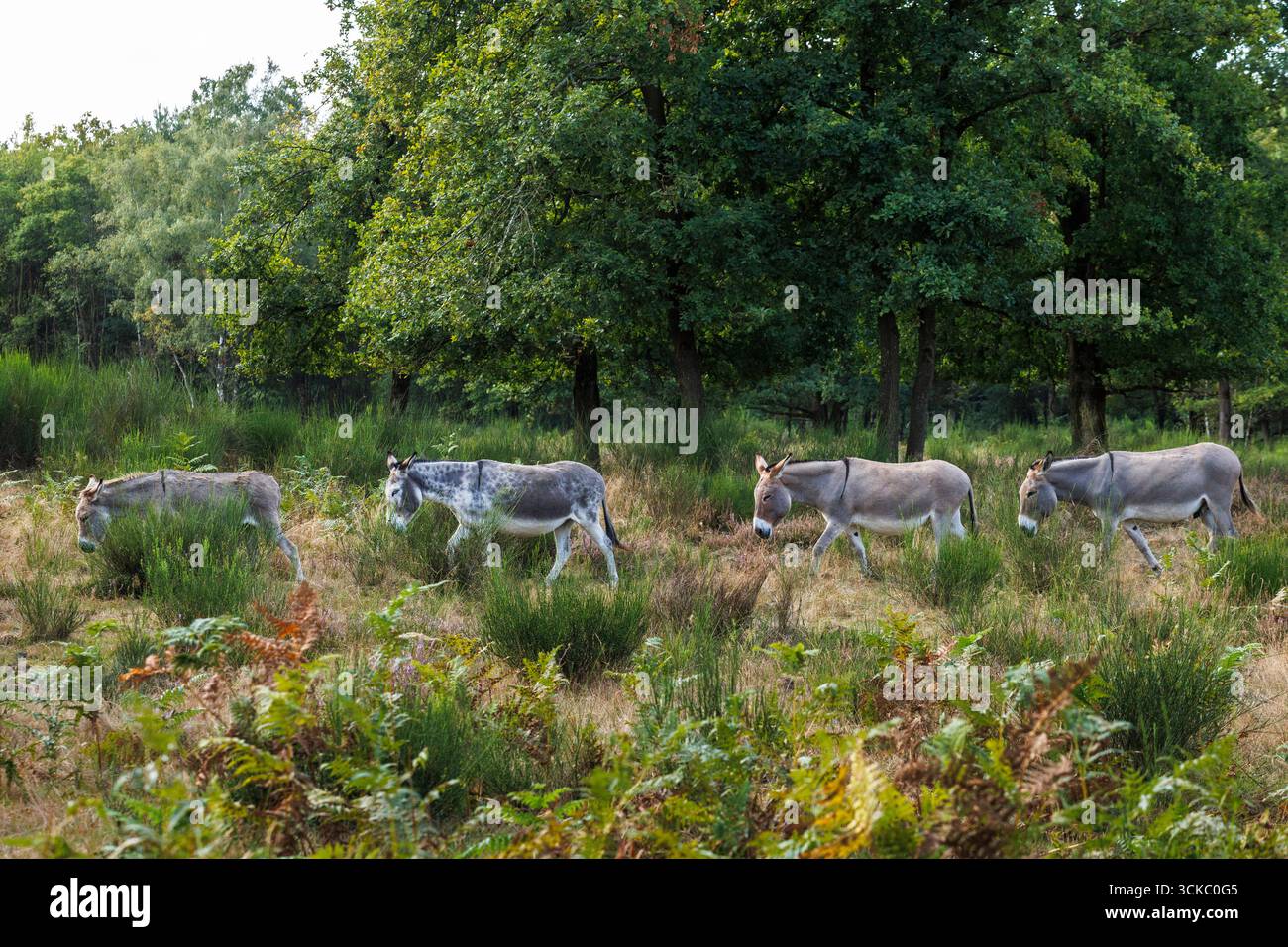 Esel in der Wahner Heide, Köln, Deutschland. ESeL in der Wahner Heide, Köln, Deutschland. Stockfoto
