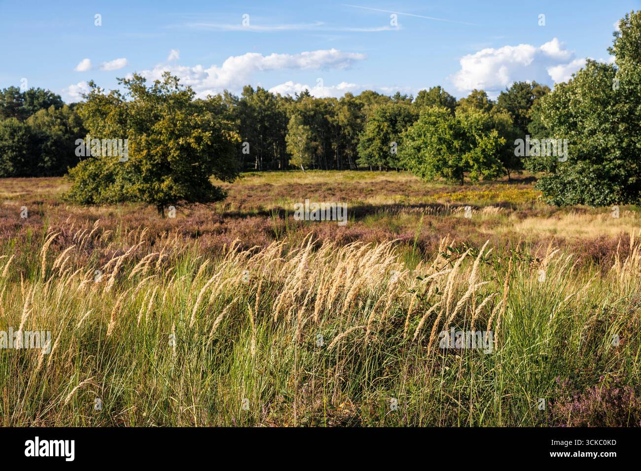 Gräser und blühende Gemeine Heide (Calluna vulgaris) in der Wahner Heide bei Telegraphen, Troisdorf, Nordrhein-Westfalen. Graeser Stockfoto