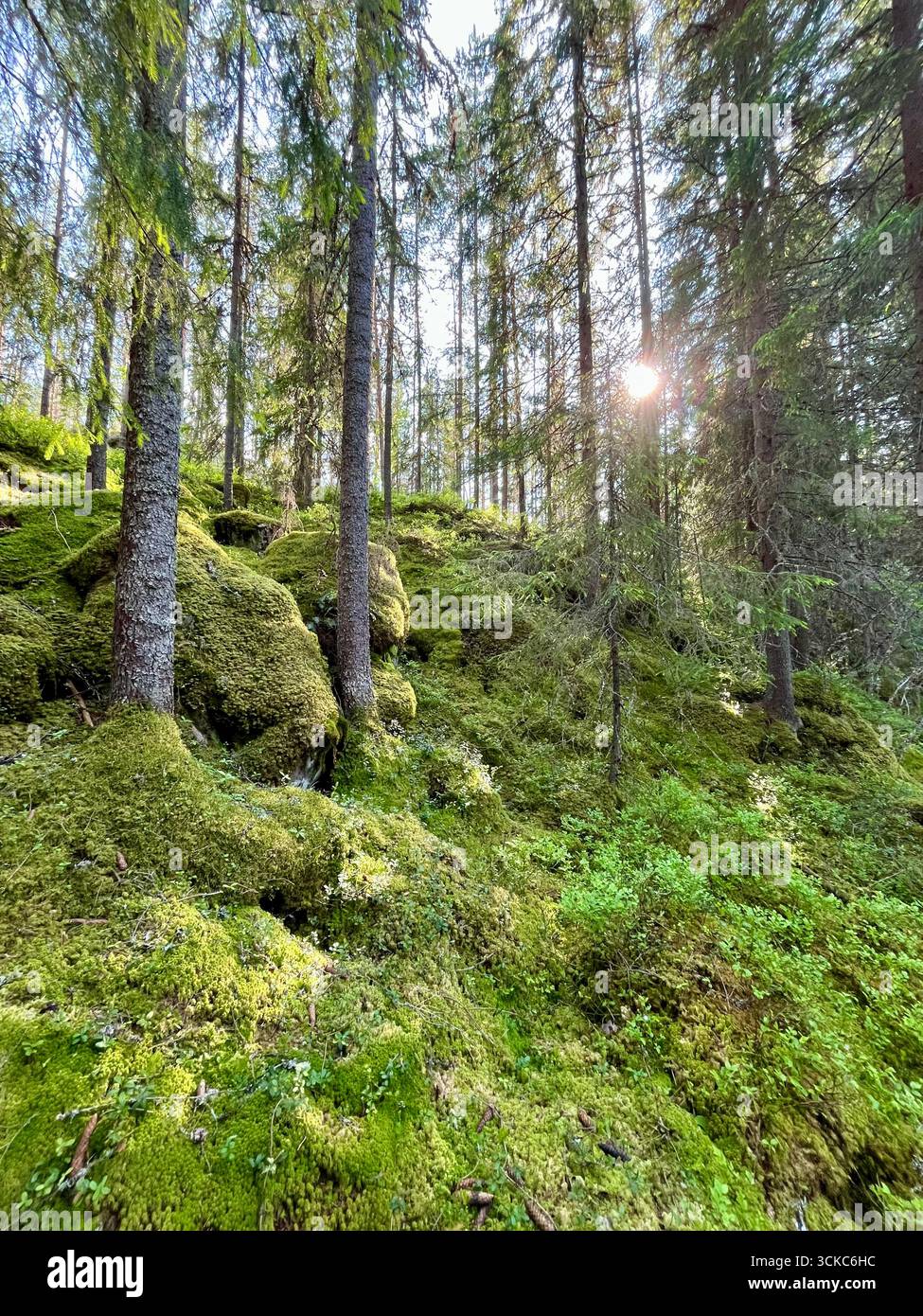 Moosbewachsener Hügel im schwedischen Wald, erfasst vom Wanderweg Fämtleden, mit Sonnenstrahlen durch die Bäume - Smartphone-aufgenommenes Stockfoto