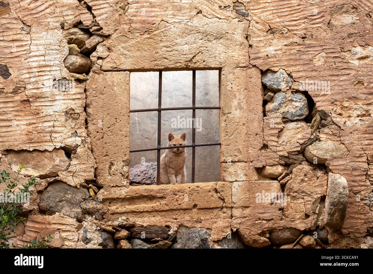 Katze im verlassenen Steinfenster, rustikale Mauer, Einsamkeit und Neugier Stockfoto Katze im verlassenen Steinfenster, rustikale Mauer, Einsamkeit und Neugier Stockfoto