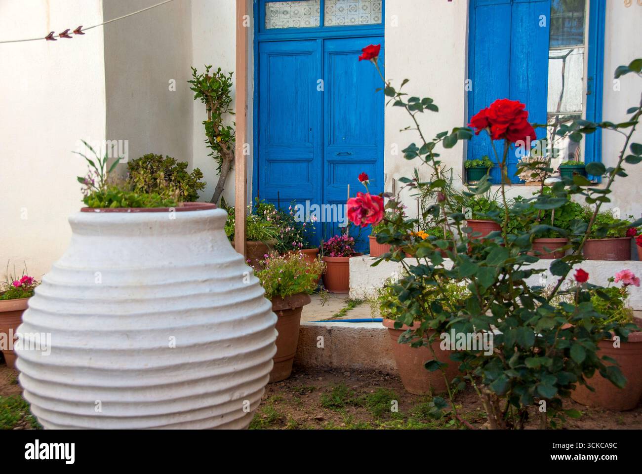 Blaue Tür mit roten Rosen und Keramiktopf in einem kretischen Garten Stockfoto