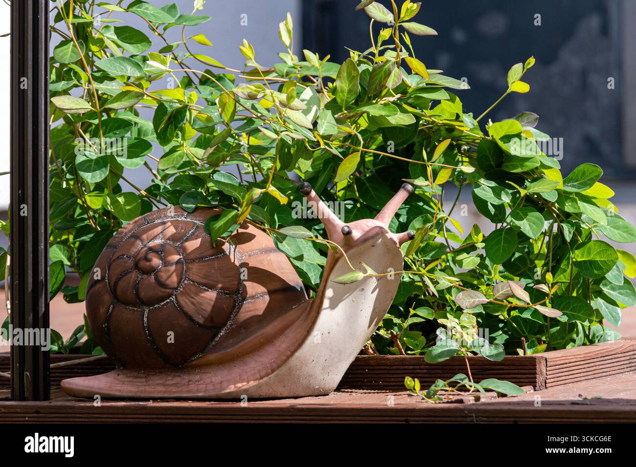 Eine große Schnecke entspannt sich bei hellem Tageslicht im Freien zwischen leuchtend grünen Blättern. Stockfoto
