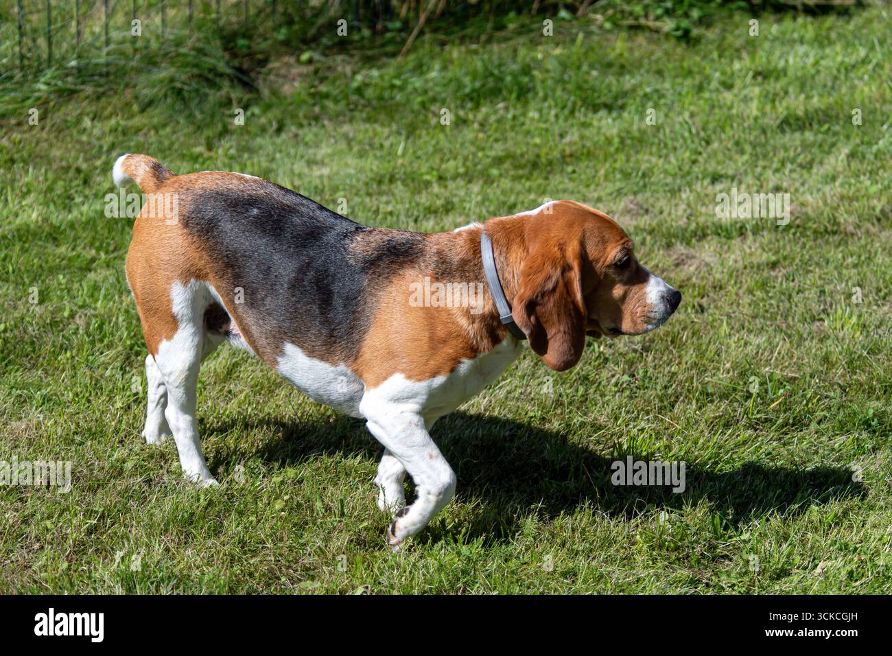 Ein Beagle spaziert durch einen üppig grünen Garten und schnüffelt an einem sonnigen Tag im Gras. Stockfoto