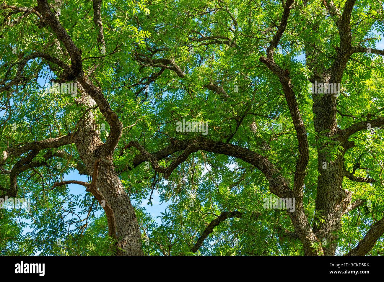 Großer Eschenbaum Fraxinus mit Blättern und Zweigen im Spätsommer Stockfoto