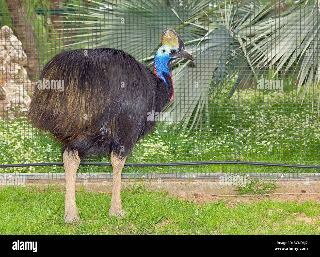 Südkasuar (Casuarius casuarius) flugunfähiger Vogel Stockfoto