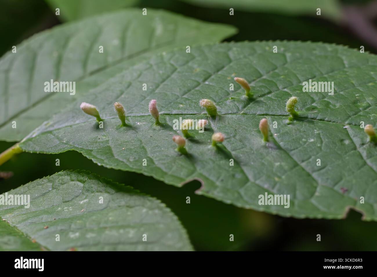 Erineumgall durch Eriophyes sp. Erscheint auf der Oberfläche eines Blattes, das langgezogene Strukturen aufweist und komplexe Pflanzen-Insekten-Beziehungen hervorhebt Stockfoto