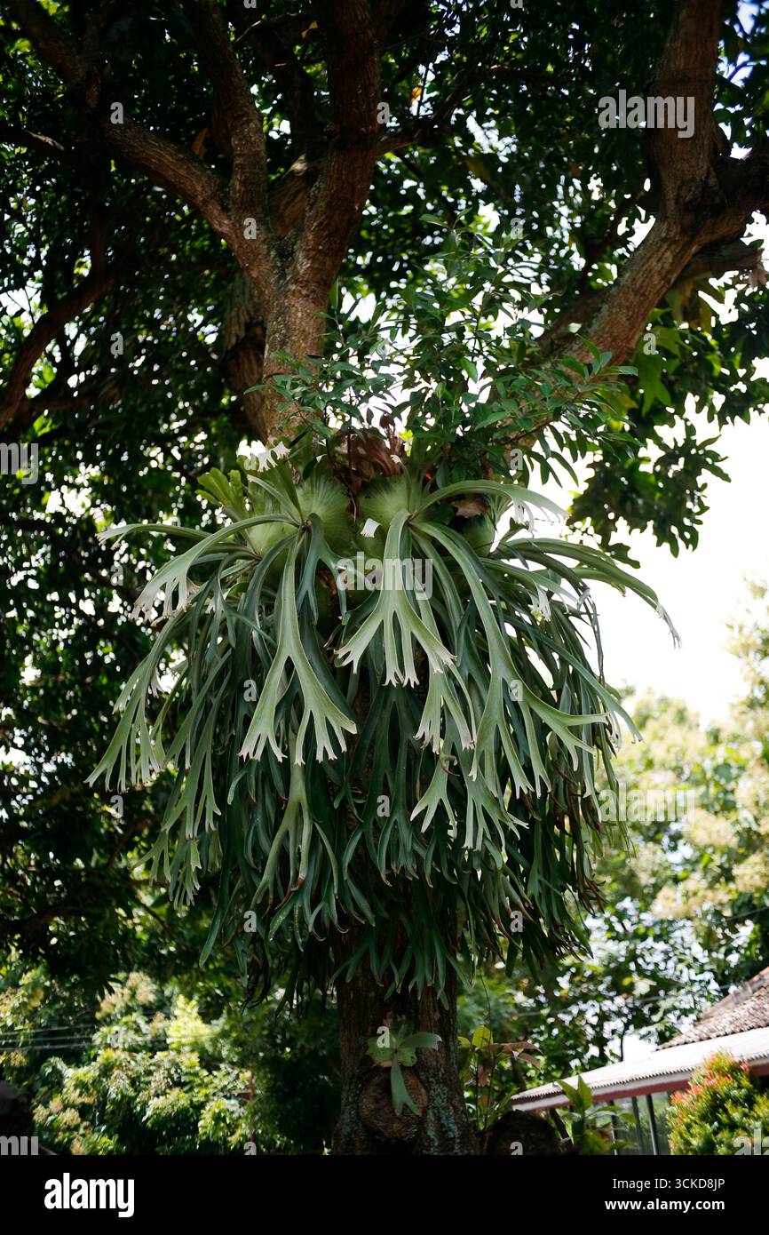 Farnartige bltter -Fotos und -Bildmaterial in hoher Auflsung  Alamy