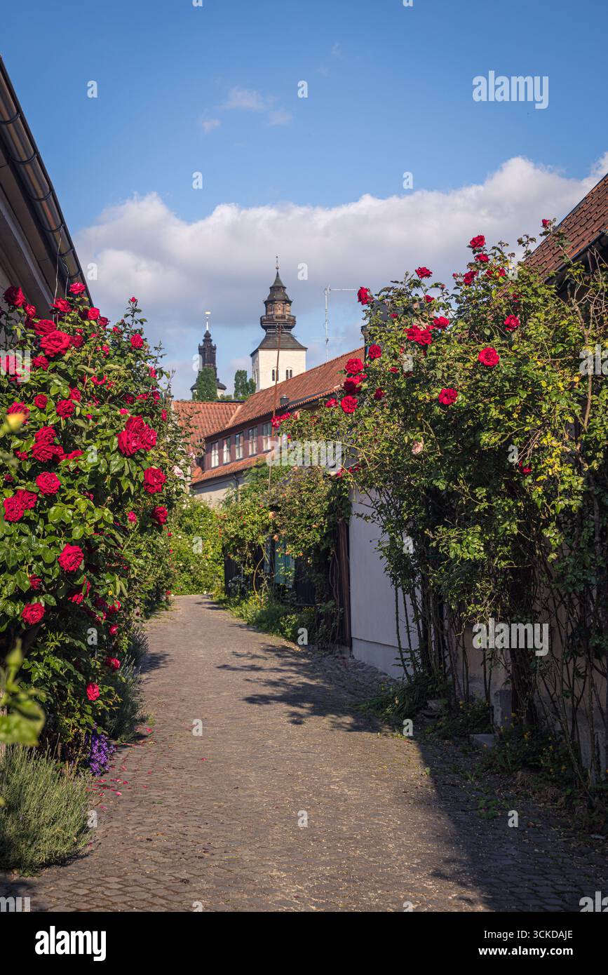 Rosen in einer hübschen Straße in Visby, Gotland, Schweden Stockfoto