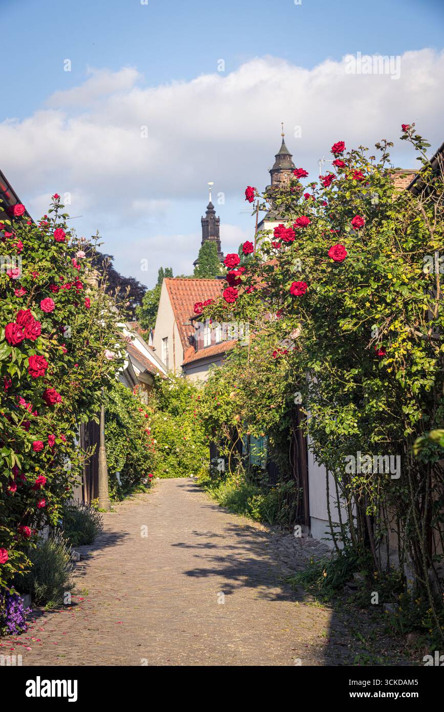 Rosen in einer hübschen Straße in Visby, Gotland, Schweden Stockfoto