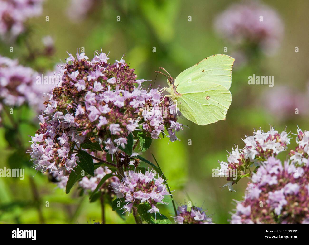 Citronfjäril Gonepteryx Rhamni Stockfoto